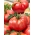 Pomidor Malinowy Warszawski - gruntowy - 10 gram
