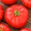 Pomidor Runner F1 - ciemnoczerwony, pod osłony, dla wymagających
