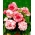 Begonia - Bouton de Rose - różowo-biała - 2 szt.