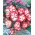 Begonia - Marginata White - biało-czerwona - duża paczka! - 20 szt.