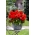 Begonia wielkokwiatowa - Superba Red - czerwona - 2 szt.