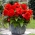 Begonia wielkokwiatowa - Superba Red - czerwona - 2 szt.