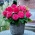 Begonia wielkokwiatowa - Superba Rose - różowa - duża paczka! - 20 szt.