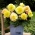 Begonia wielkokwiatowa - Superba Yellow - żółta - 2 szt.