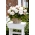 Begonia wielkokwiatowa - Superba White - biała - 2 szt.