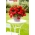Begonia pachnąca - Odorata Red Glory - 2 szt.