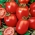 Pomidor Colibri F1 - gruntowy i pod osłony, śliwkowy, wczesny - nasiona profesjonalne dla każdego