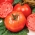 Pomidor Belladona F1 - szklarniowy, wczesny, bez zielonej piętki - nasiona profesjonalne dla każdego