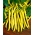 Fasola szparagowa żółtostrąkowa Złota Saxa - 160 nasion