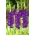 Mieczyk Purple Flora - duża paczka! - 50 szt.