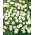 Stokrotka łąkowa, trawnikowa - 1200 nasion