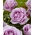 Róża wielkokwiatowa fioletowa - sadzonka z bryłą korzeniową