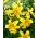 Lilia tygrysia - Yellow Tiger - 1 cebula