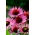 Jeżówka purpurowa o dużych kwiatach - Ruby Giant - GIGA paczka! - 50 szt.
