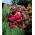 Begonia zwisająca, kaskadowa - różowa - 2 bulwy