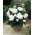 Begonia podwójna (pełna) - biała - 2 bulwy