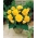 Begonia podwójna (pełna) - żółta - 2 bulwy
