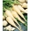 Pietruszka Konika - średnio wczesna - 3000 nasion