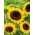 Słonecznik ozdobny Taiyo - na kwiat cięty - nadaje się do uprawy na dopłaty - 1 kg