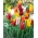Tulipan liliokształtny mix - Lilyflowering mix - duża paczka! - 50 szt.