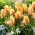 Tulipan City Flower - GIGA paczka! - 250 szt.