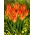 Tulipan Lilyfire - GIGA paczka! - 250 szt.