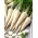 Pietruszka Ołomuńcka - korzeniowa - 100 gram - nasiona profesjonalne dla każdego