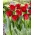 Tulipan Red Dress - duża paczka! - 50 szt.