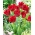 Tulipan Red Springgreen - GIGA paczka! - 250 szt.