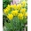 Tulipan Yellow Springgreen - GIGA paczka! - 250 szt.