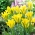 Tulipan Yellow Springgreen - GIGA paczka! - 250 szt.