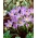 Krokus Lilac Beauty - GIGA paczka! - 500 szt.
