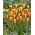 Tulipan Chrysantha - GIGA paczka! - 250 szt.