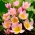 Tulipan botaniczny - Lilac Wonder - GIGA paczka! - 250 szt.