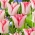 Tulipan Beauty Trend - GIGA paczka! - 250 szt.