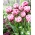 Tulipan Dazzling Desire - GIGA paczka! - 250 szt.