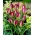 Tulipan Red Beauty - GIGA paczka! - 250 szt.