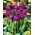 Tulipan fioletowy - Violet - GIGA paczka! - 250 szt.