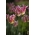Tulipan Florosa - GIGA paczka! - 250 szt.
