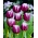 Tulipan Arabian Mystery - GIGA paczka! - 250 szt.
