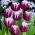 Tulipan Arabian Mystery - GIGA paczka! - 250 szt.