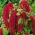 Szarłat wysoki, Amarantus - 1500 nasion