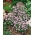 Niezapominajka alpejska  Różowa - 660 nasion