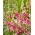 Tuberoza wonna różowa - Polianthes Cherry - 1 szt.