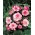 Begonia - Rosebud - różowa - 2 szt.
