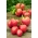Pomidor Bawole Serce Oxheart - gruntowy Malinowy - 10 gram - 5000 nasion