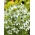Czarnuszka siewna - roślina miododajna - 100 g