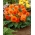 Begonia wielokwiatowa - Multiflora Maxima - pomarańczowa - duża paczka! - 20 szt.