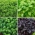 Nasiona bazylii - zestaw 4 odmian