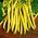 Nasiona fasoli i grochu - zestaw 4 odmian